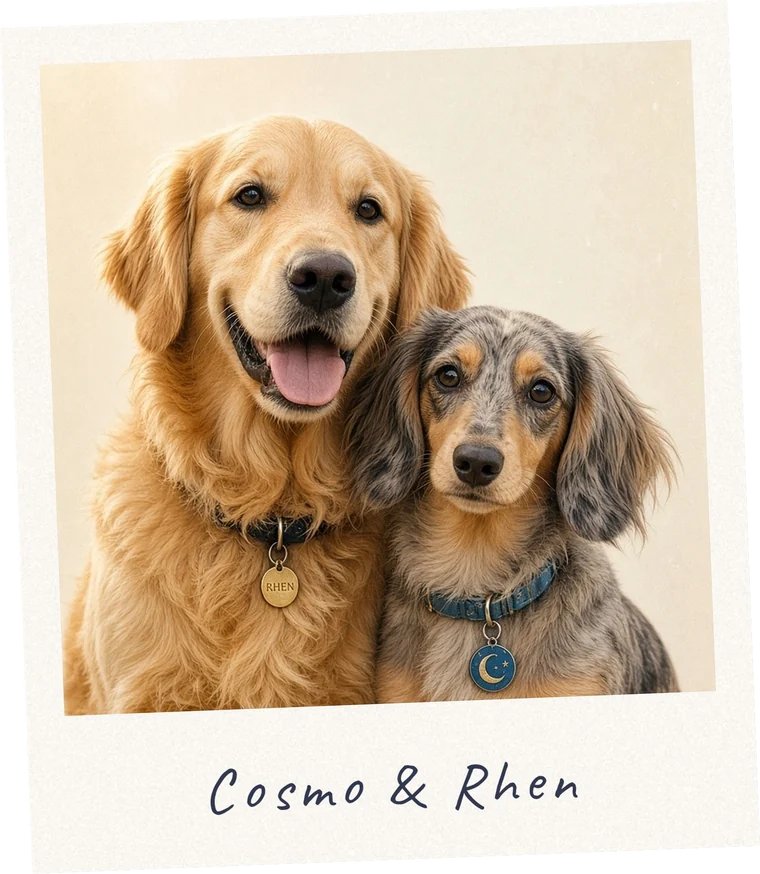 Cosmo and Rhen, a golden retriever and a long haired dapple dachshund, in a Polaroid photo